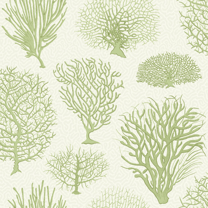 Cole & Son Seafern Soft Green Wallpaper Sample 107/2008.CS.0