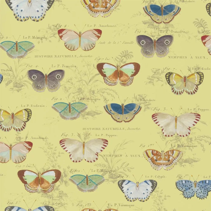 John Derian Butterfly Studies 4 Sample Sample PJD6017-04