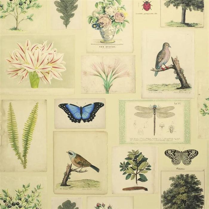 John Derian Flora And Fauna 1 Sample Sample PJD6001-01