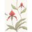 Cole & Son Orchid Red/White Wallpaper Sample 95/10054.CS.0