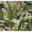 York Banana Leaf Black & Red Wallpaper AT7071