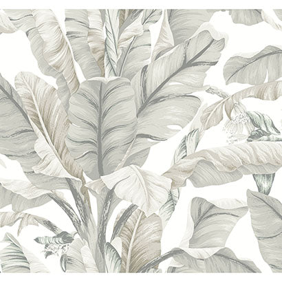 York Banana Leaf White & Cream Wallpaper BW3972