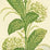 Quadrille Climbing Hydrangea Lime Wallpaper 303305WP