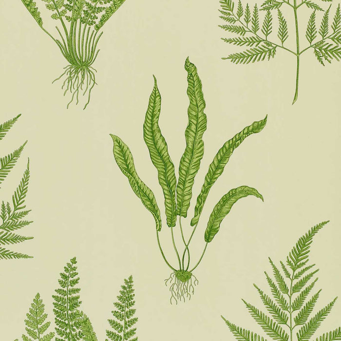 Sanderson Woodland Ferns Green WO102 Wallpaper Sample DAPGWO102