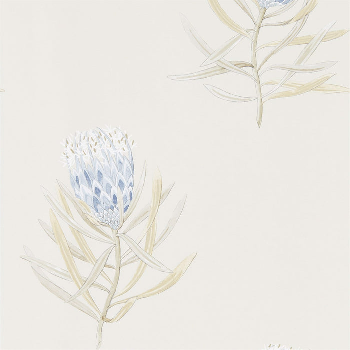 Sanderson Protea Flower China Blue/Canvas 216327 Wallpaper Sample DART216327