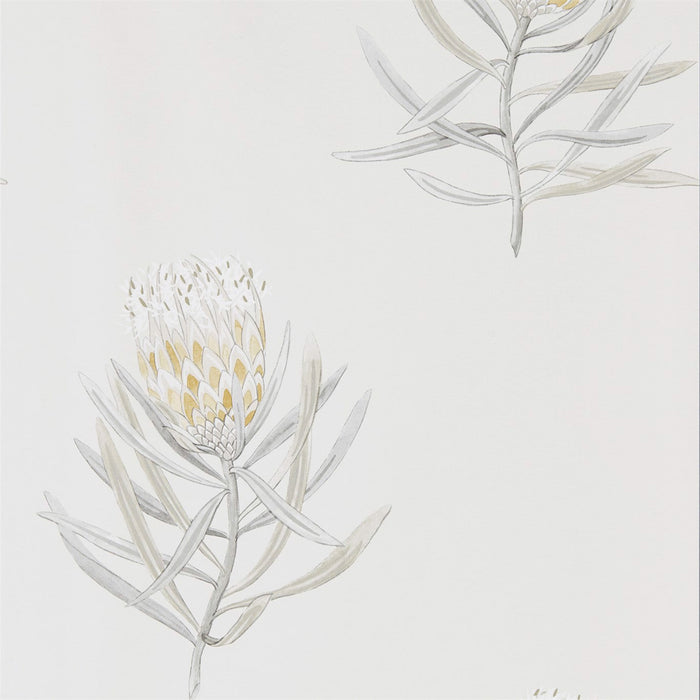 Sanderson Protea Flower Daffodil/Natural 216328 Wallpaper Sample DART216328