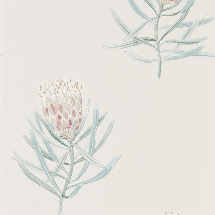 Sanderson Protea Flower Porcelain/Blush 216330 Wallpaper Sample DART216330