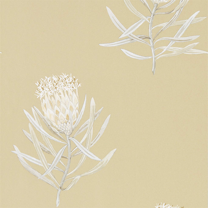 Sanderson Protea Flower Sepia/Champagne 216331 Wallpaper Sample DART216331