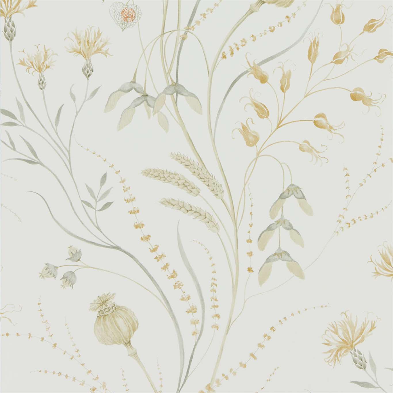 Sanderson Summer Harvest Silver Corn 216497 Wallpaper Sample DEBB216497