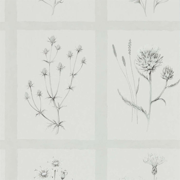 Sanderson Little Thistles Pewter 216512 Wallpaper Sample DEBB216512