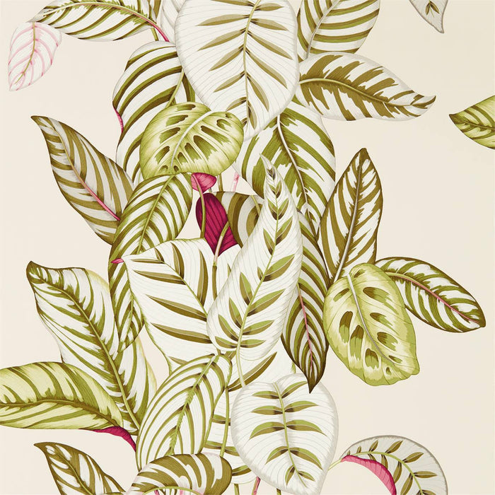 Sanderson Calathea Olive 216631 Wallpaper Sample DGLW216631