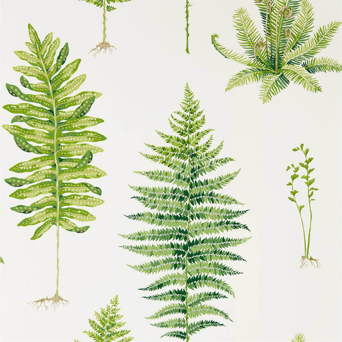 Sanderson Fernery Botanical Green 216633 Wallpaper Sample DGLW216633