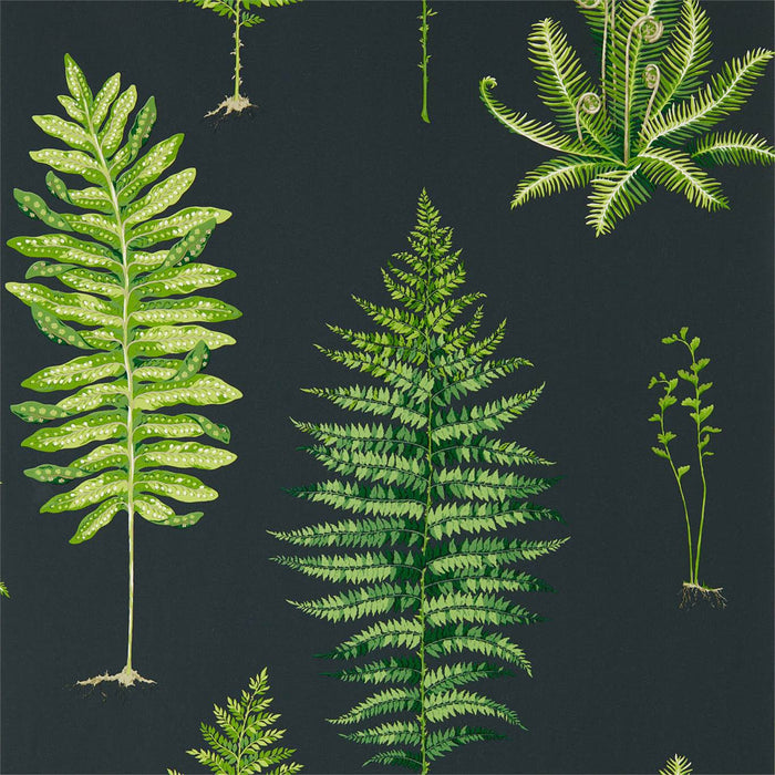 Sanderson Fernery Botanical Green/Charcoal 216634 Wallpaper Sample DGLW216634