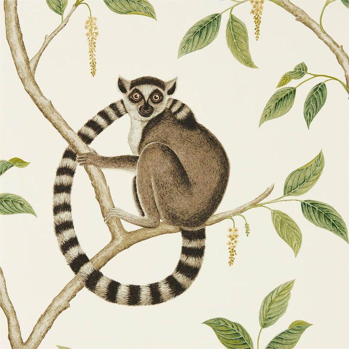 Sanderson Ringtailed Lemur Cream/Olive 216664 Wallpaper Sample DGLW216664