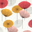 Sanderson Dandelion Clocks Coral 217030 Wallpaper Sample DOSW217030