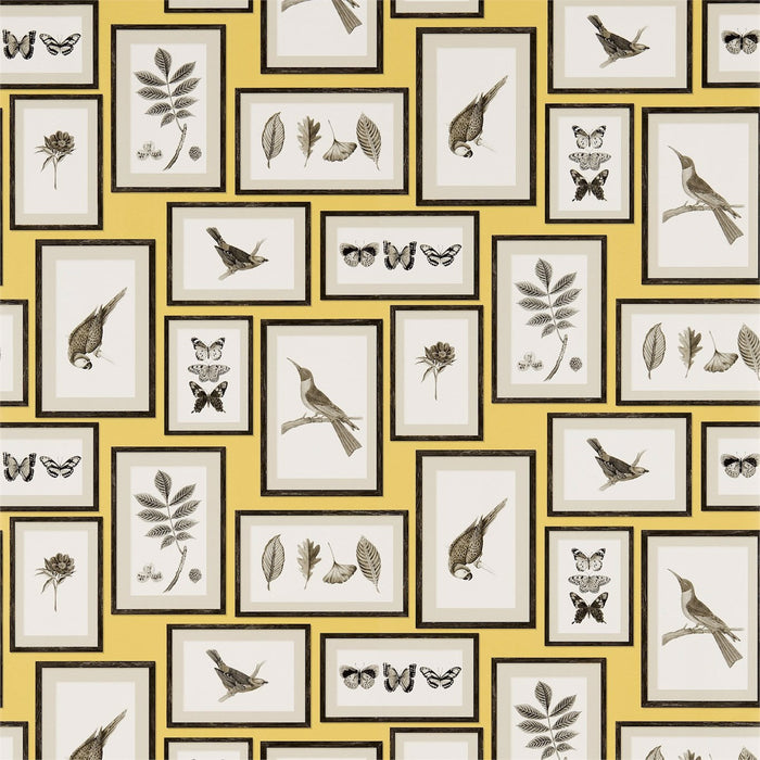 Sanderson Picture Gallery Yellow/Charcoal 213396 Wallpaper Sample DVOY213396