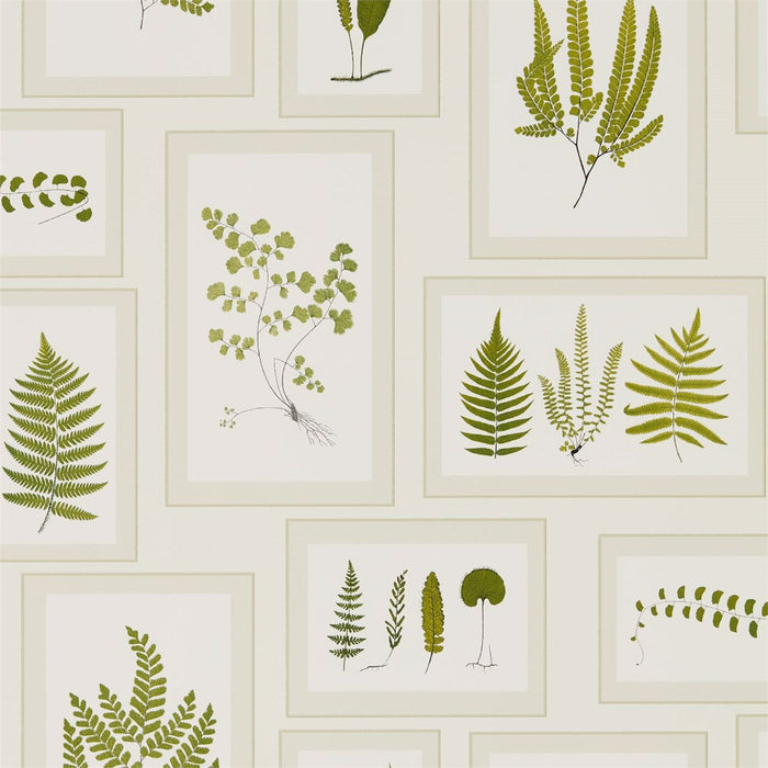 Sanderson Fern Gallery Ivory/Green 215712 Wallpaper Sample DWOW215712