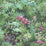 Seabrook Designs Floral  Green, Violet, And Pink Wallpaper Sample FI70701