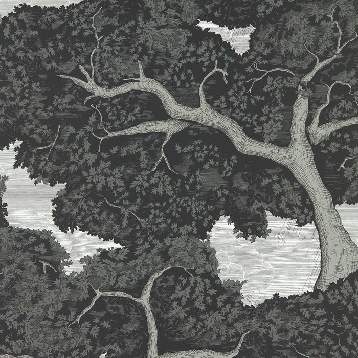 Harlequin Eternal Oak Ebony/FirstLight Wallpaper HC4W113040