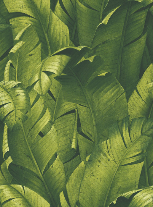 NextWall Tropical Banana Leaves Green Wallpaper Sample NW31000