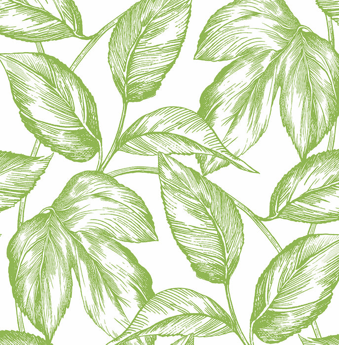 NextWall Sketched Leaves Greenery Wallpaper Sample NW46904