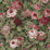 NextWall Rose Garden Garnet & Basil Wallpaper Sample NW52401