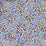 China Seas Trilby Blue Navy Dots Fabric Sample 3030-09