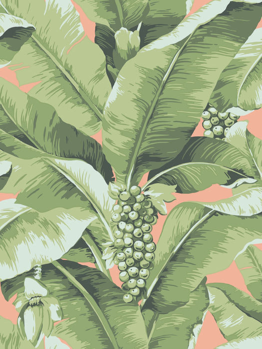 Scalamandre Paradisio Palm Aruba Multi Wallpaper Sample SC 0124DISO