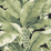 Scalamandre Paradisio Palm Dark Jungle Wallpaper SC 0134DISO