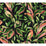 York Tropical Love Birds Black Wallpaper TC2651