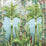 Osborne & Little Palm House Panel  1 Sample Sample W7452-01