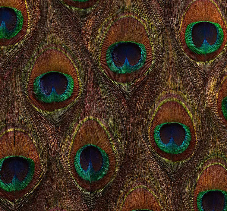 Schumacher Peacock Ore Peacock Wallpaper 5008370