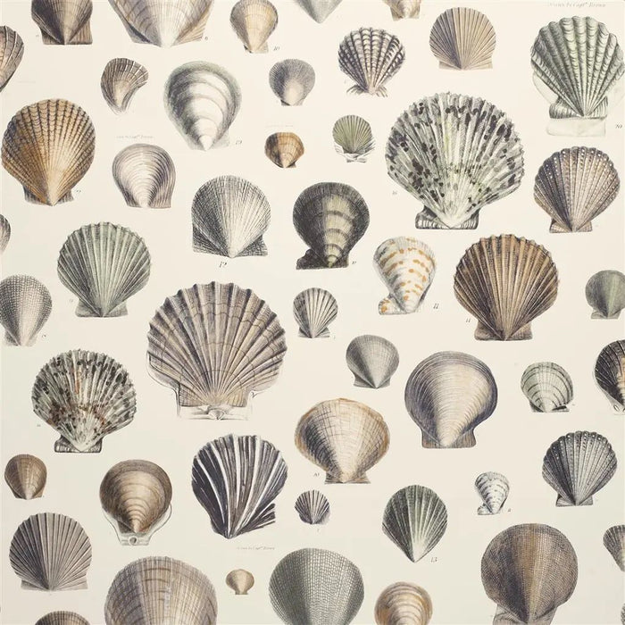 John Derian Captain Thomas Browns Shells Oyster Wallpaper PJD6000/02