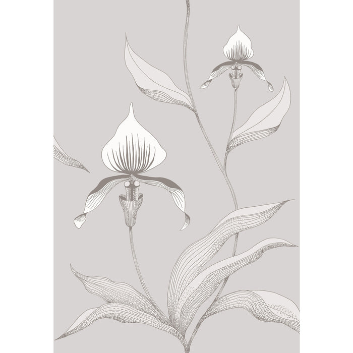 Cole & Son Orchid Grey/White Wallpaper 95/10055.CS.0