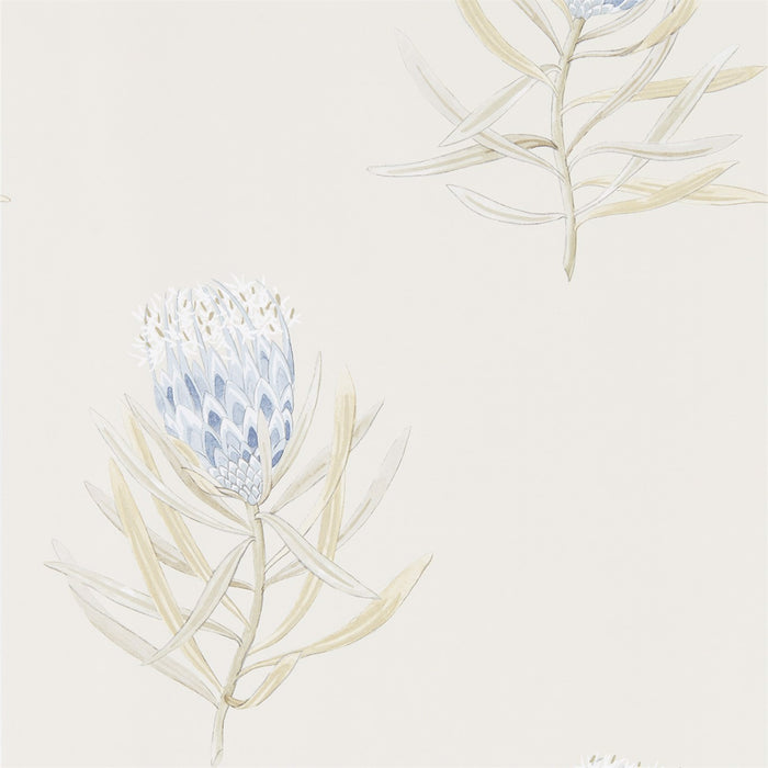 Sanderson Protea Flower China Blue/Canvas 216327 Wallpaper DART216327