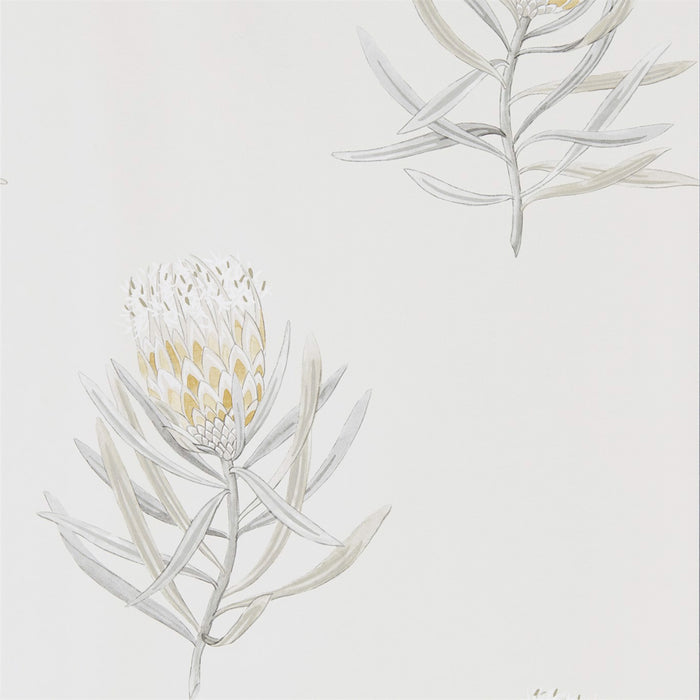 Sanderson Protea Flower Daffodil/Natural 216328 Wallpaper DART216328