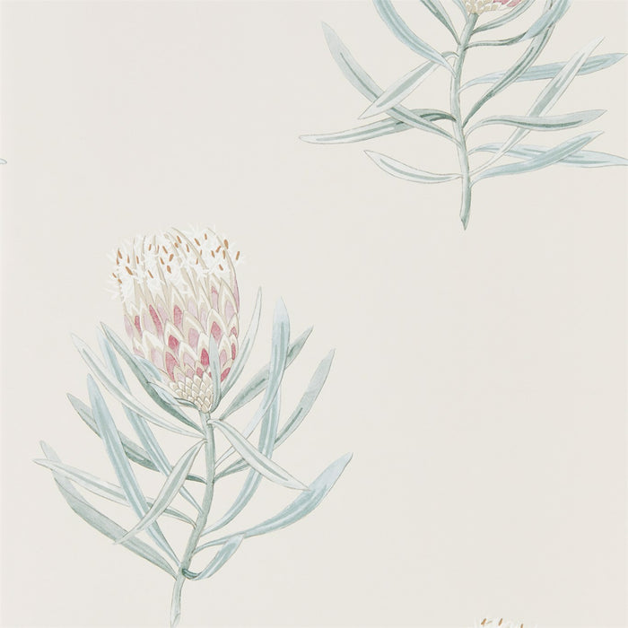 Sanderson Protea Flower Porcelain/Blush 216330 Wallpaper DART216330