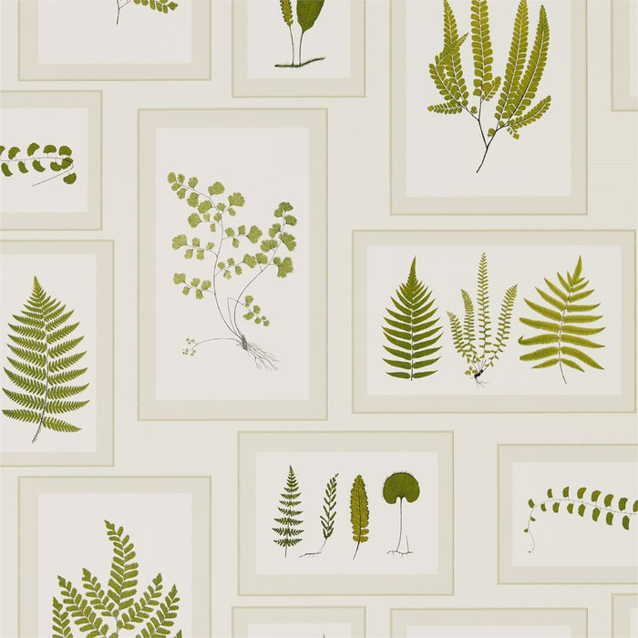 Sanderson Fern Gallery Ivory/Green 215712 Wallpaper DWOW215712