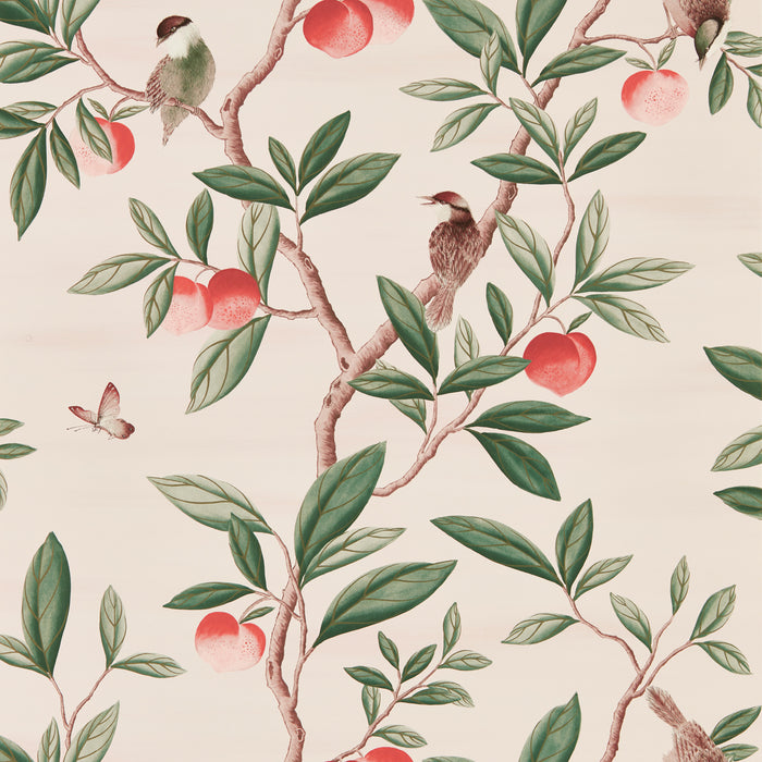 Harlequin Ella Powder/ Sage / Peach 112907 Wallpaper HDHW112907